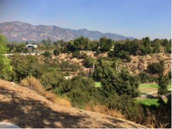 Cottonwood1